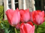 Tulips Tulips